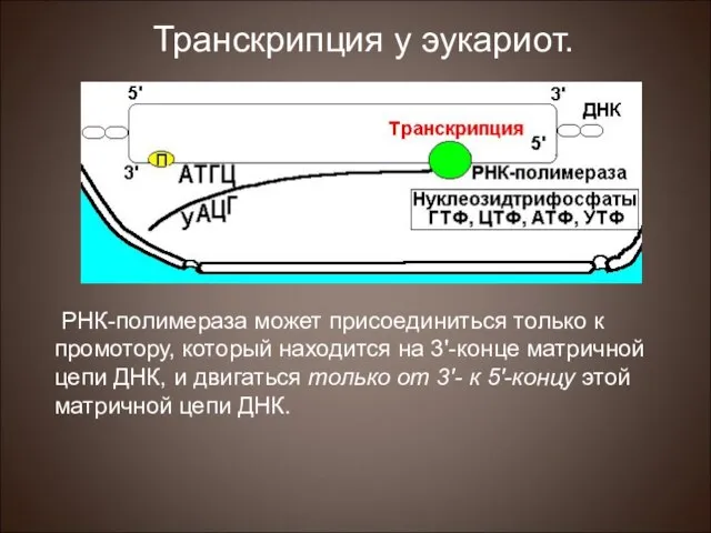 РНК-полимераза может присоединиться только к промотору, который находится на 3'-конце матричной