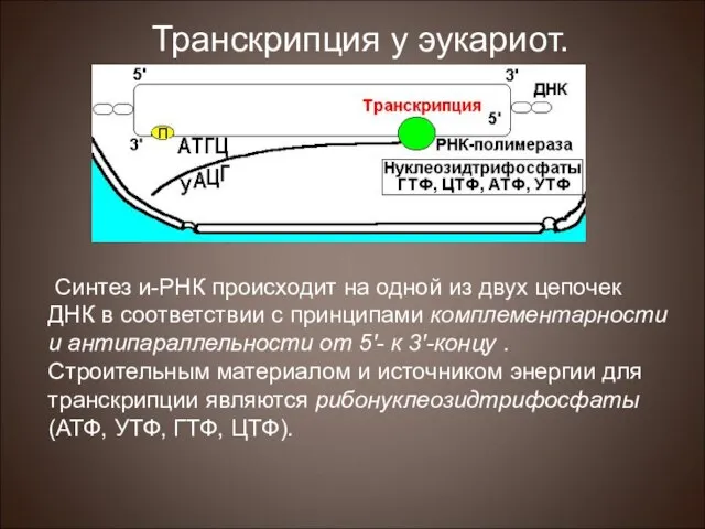 Синтез и-РНК происходит на одной из двух цепочек ДНК в соответствии