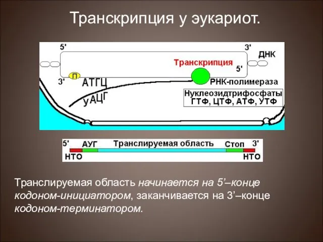 Транслируемая область начинается на 5’–конце кодоном-инициатором, заканчивается на 3’–конце кодоном-терминатором. Транскрипция у эукариот.