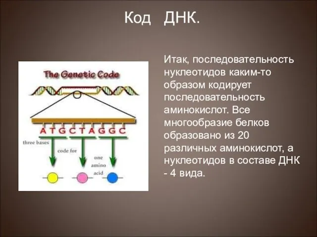 Итак, последовательность нуклеотидов каким-то образом кодирует последовательность аминокислот. Все многообразие белков