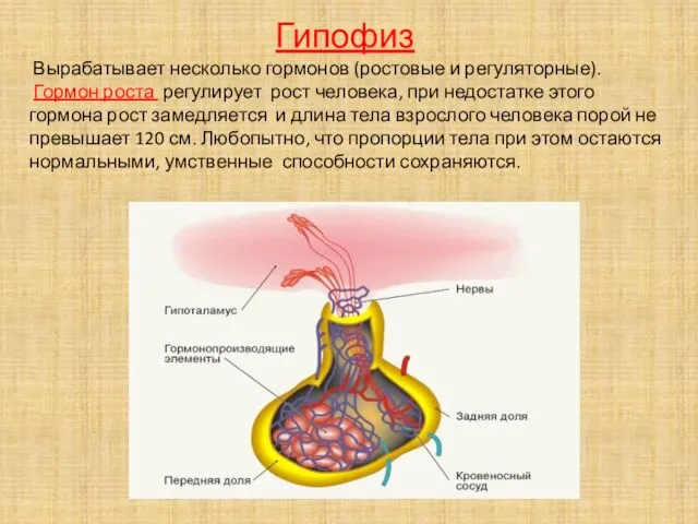 Гипофиз Вырабатывает несколько гормонов (ростовые и регуляторные). Гормон роста регулирует рост