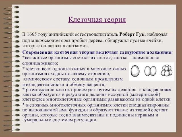 Клеточная теория В 1665 году английский естествоиспытатель Роберт Гук, наблюдая под