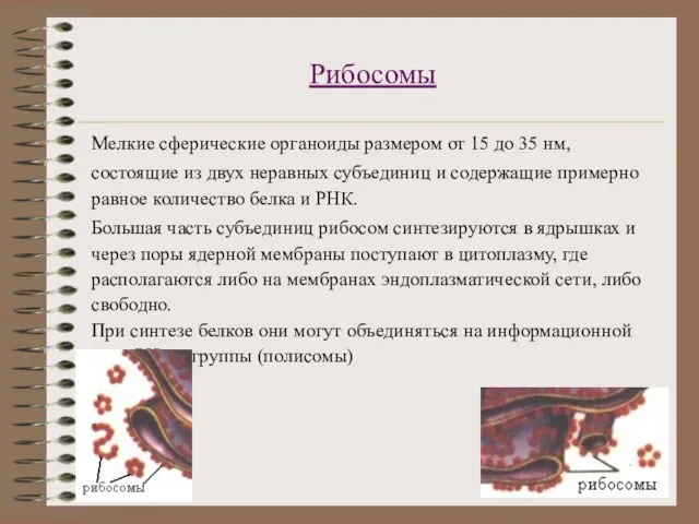 Рибосомы Мелкие сферические органоиды размером от 15 до 35 нм, состоящие