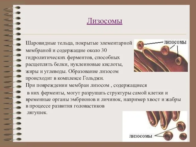 Лизосомы Шаровидные тельца, покрытые элементарной мембраной и содержащие около 30 гидролитических