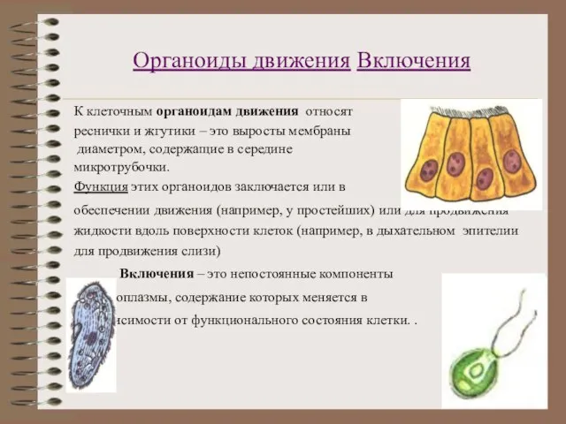 Органоиды движения Включения К клеточным органоидам движения относят реснички и жгутики