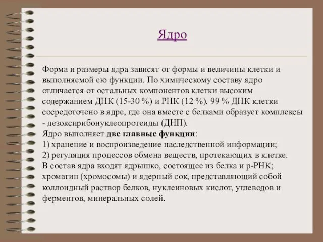 Ядро Форма и размеры ядра зависят от формы и величины клетки