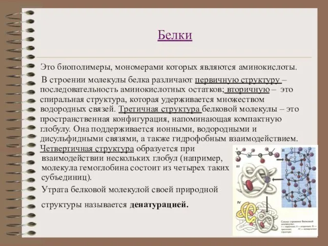 Белки Это биополимеры, мономерами которых являются аминокислоты. В строении молекулы белка