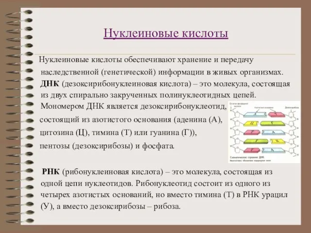 Нуклеиновые кислоты Нуклеиновые кислоты обеспечивают хранение и передачу наследственной (генетической) информации