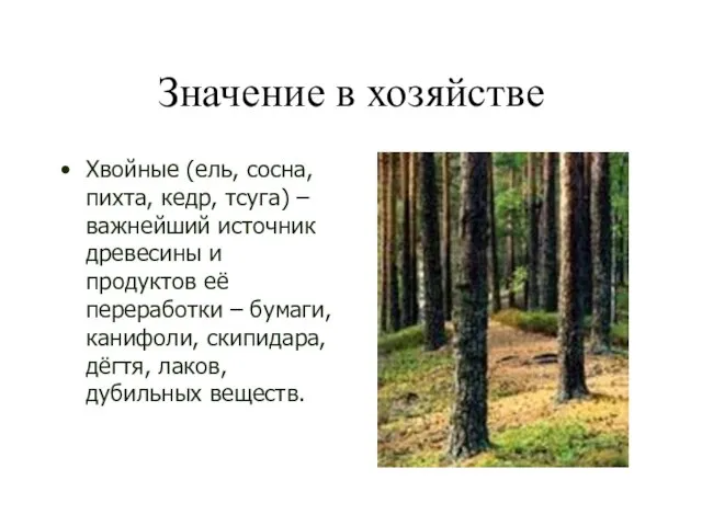 Значение в хозяйстве Хвойные (ель, сосна, пихта, кедр, тсуга) – важнейший