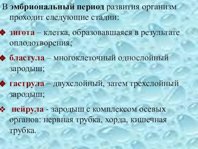 В эмбриональный период развития организм проходит следующие стадии: зигота – клетка,