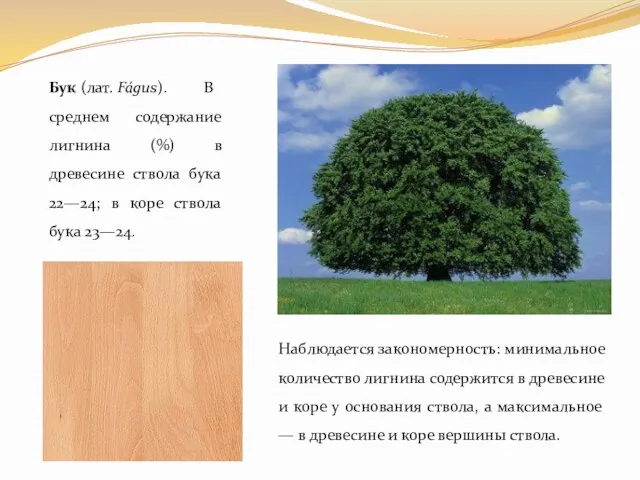 Бук (лат. Fágus). В среднем содержание лигнина (%) в древесине ствола