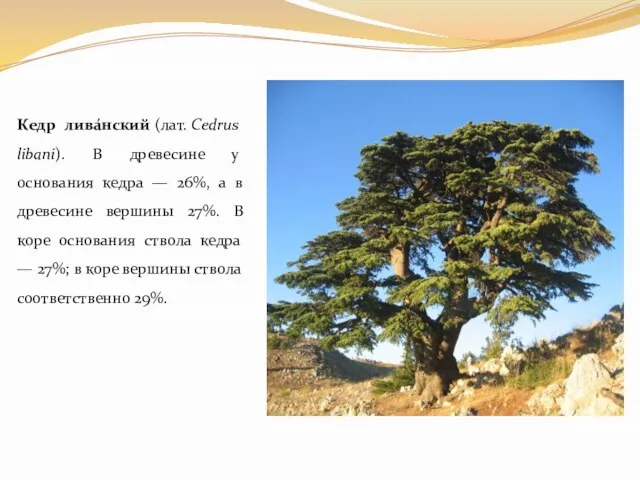 Кедр лива́нский (лат. Cedrus libani). В древесине у основания кедра —