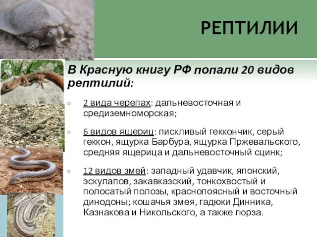 рептилии В Красную книгу РФ попали 20 видов рептилий: 2 вида