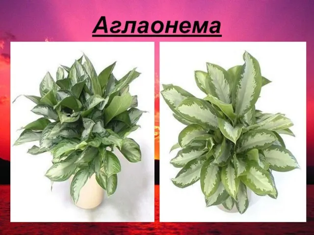 Аглаонема