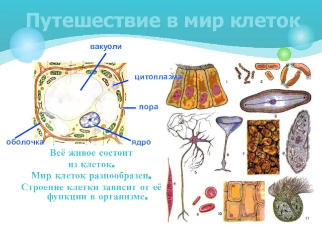 Всё живое состоит из клеток. Мир клеток разнообразен. Строение клетки зависит