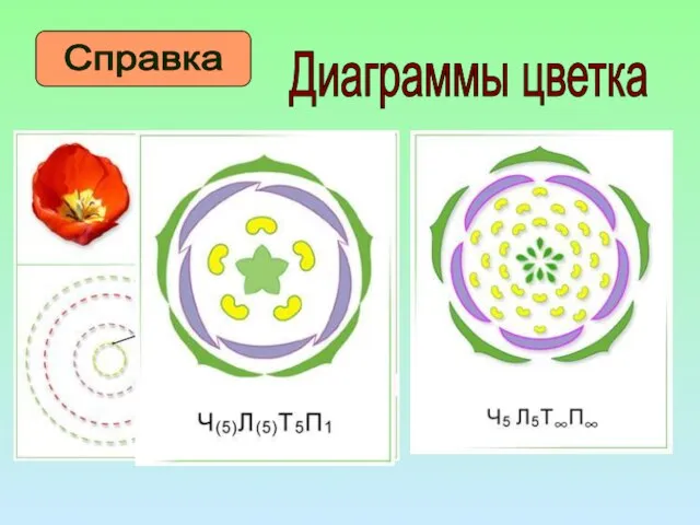 Справка Диаграммы цветка