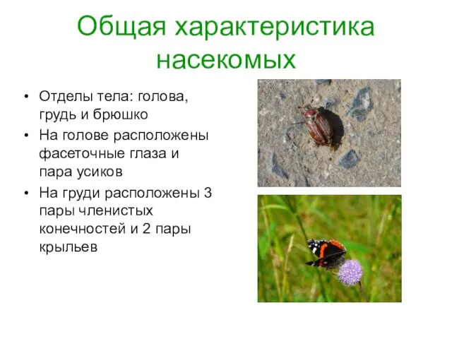 Общая характеристика насекомых Отделы тела: голова, грудь и брюшко На голове