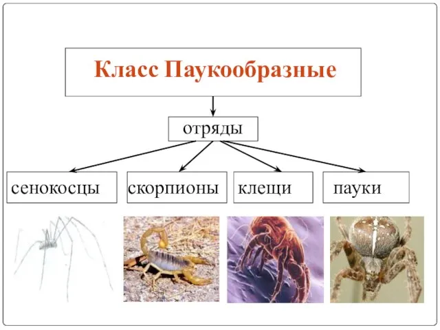 Класс Паукообразные отряды сенокосцы скорпионы клещи пауки