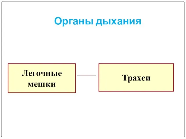 Органы дыхания Легочные мешки Трахеи