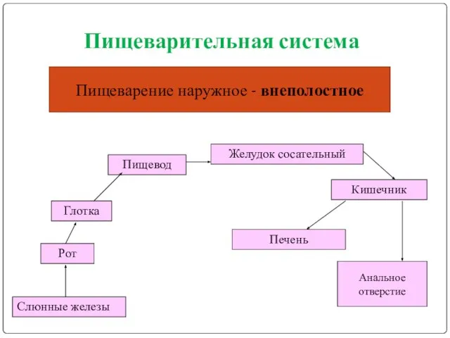 Пищеварительная система Пищеварение наружное - внеполостное