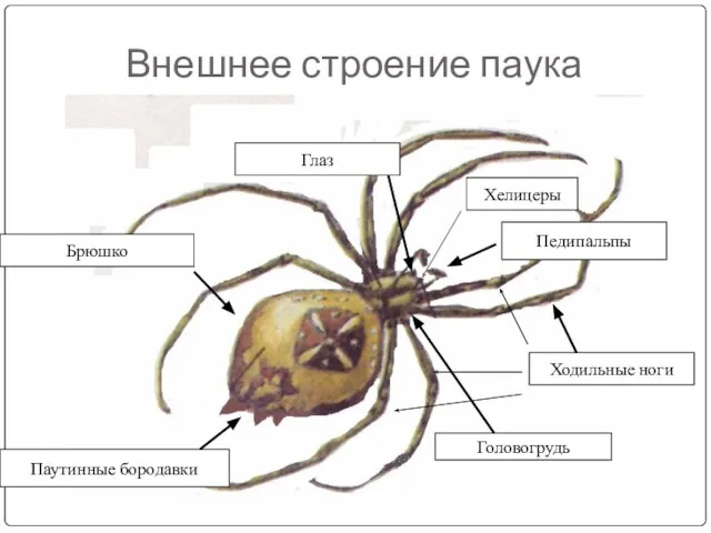 Внешнее строение паука Хелицеры