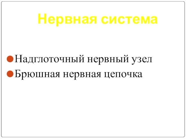 Нервная система Надглоточный нервный узел Брюшная нервная цепочка