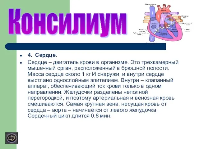 4. Сердце. Сердце – двигатель крови в организме. Это трехкамерный мышечный