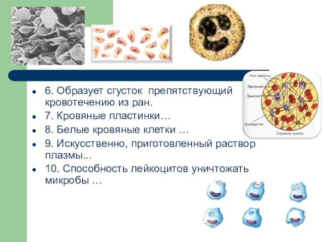 6. Образует сгусток препятствующий кровотечению из ран. 7. Кровяные пластинки… 8.