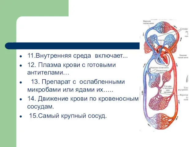 11.Внутренняя среда включает... 12. Плазма крови с готовыми антителами… 13. Препарат