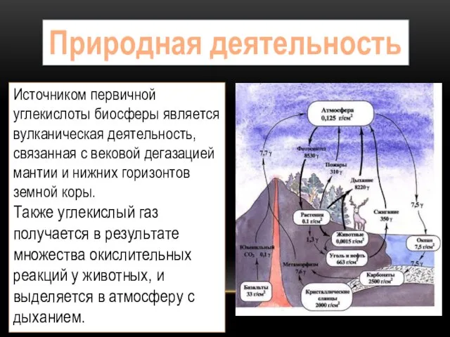 Природная деятельность Источником первичной углекислоты биосферы является вулканическая деятельность, связанная с