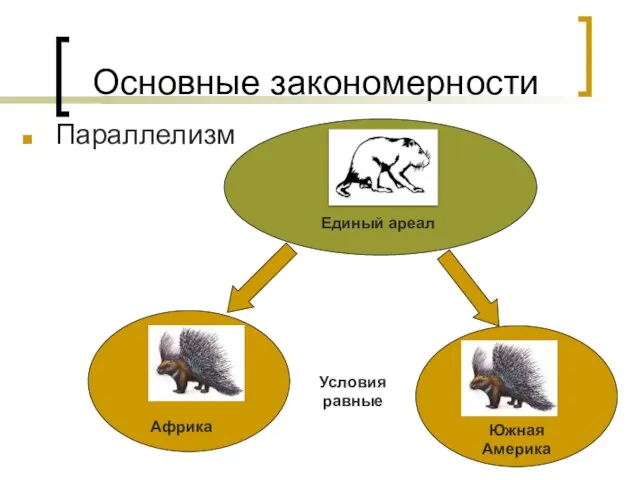 Основные закономерности Параллелизм Единый ареал Африка Южная Америка Условия равные