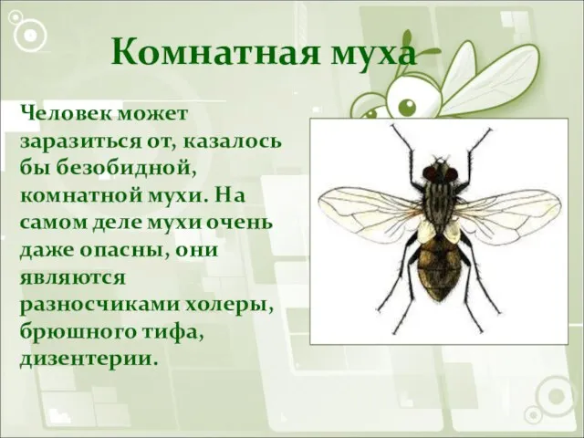 Комнатная муха Человек может заразиться от, казалось бы безобидной, комнатной мухи.