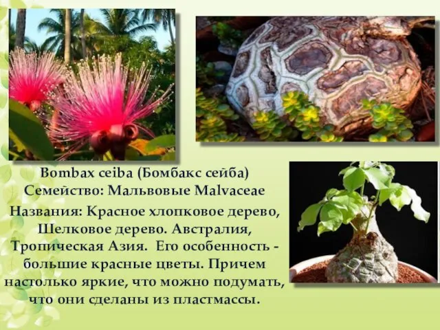 Bombax ceiba (Бомбакс сейба) Семейство: Мальвовые Malvaceae Названия: Красное хлопковое дерево,