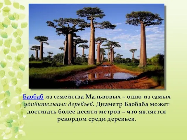 Баобаб из семейства Мальвовых – одно из самых удивительных деревьев. Диаметр