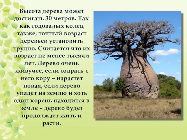 Высота дерева может достигать 30 метров. Так как годовалых колец также,