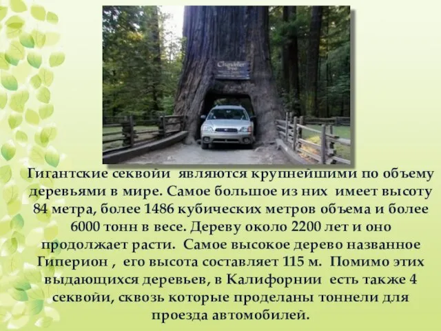 Гигантские секвойи являются крупнейшими по объему деревьями в мире. Самое большое