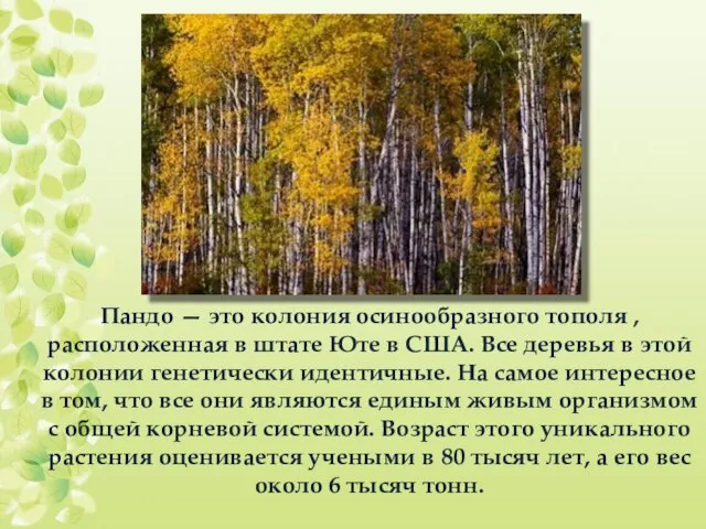 Пандо — это колония осинообразного тополя , расположенная в штате Юте