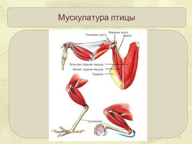 Мускулатура птицы