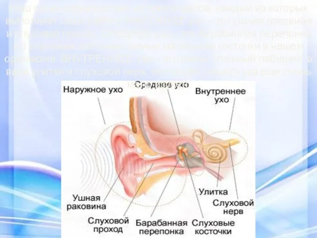 Наш орган слуха состоит из трех отделов, каждый из которых выполняет
