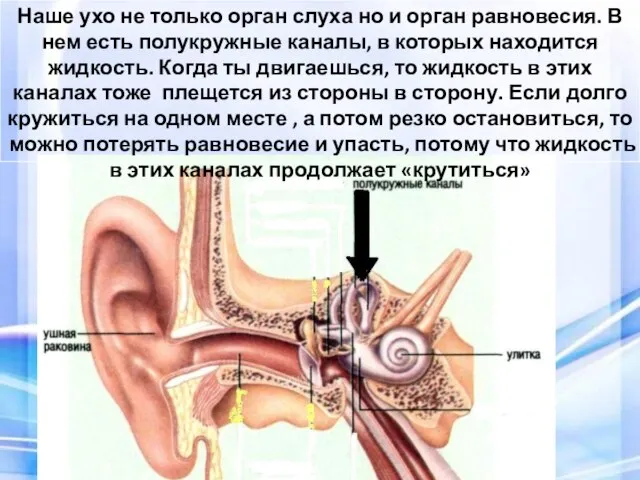 Наше ухо не только орган слуха но и орган равновесия. В