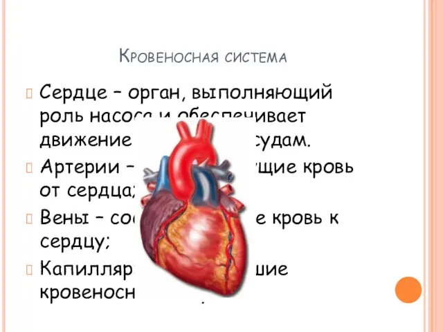 Кровеносная система Сердце – орган, выполняющий роль насоса и обеспечивает движение