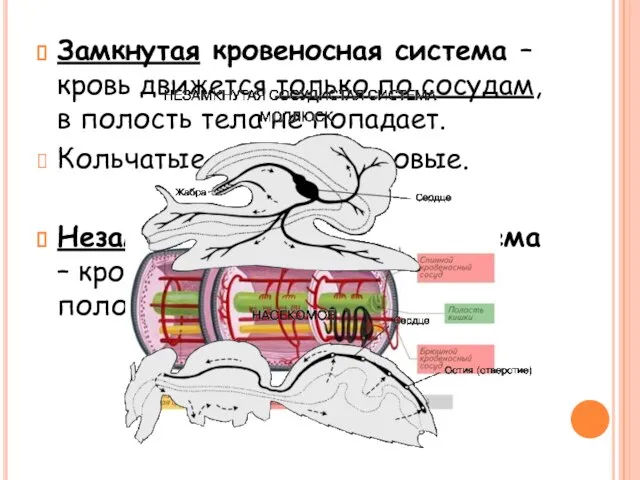 Замкнутая кровеносная система – кровь движется только по сосудам, в полость