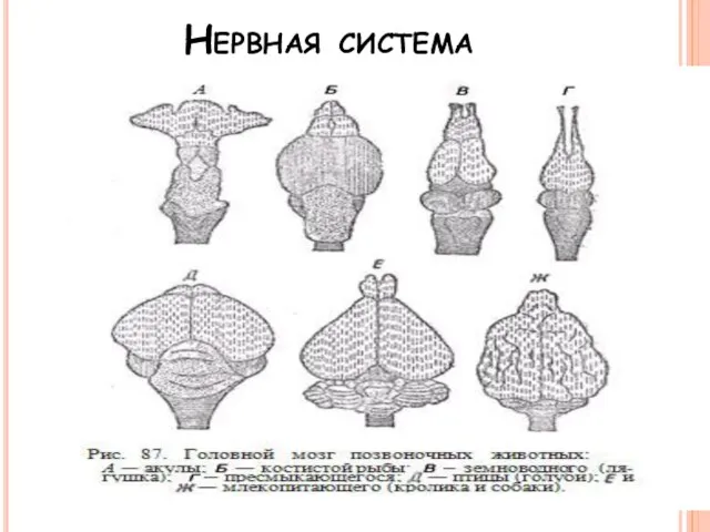 Нервная система