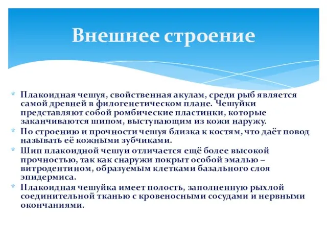 Плакоидная чешуя, свойственная акулам, среди рыб является самой древней в филогенетическом