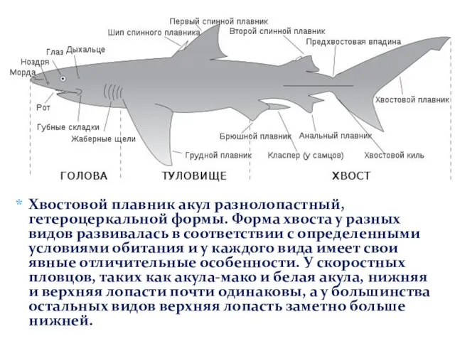 Хвостовой плавник акул разнолопастный, гетероцеркальной формы. Форма хвоста у разных видов