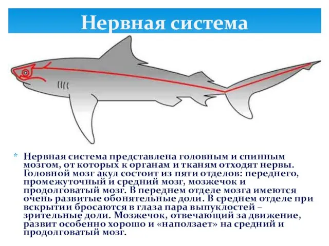 Нервная система представлена головным и спинным мозгом, от которых к органам