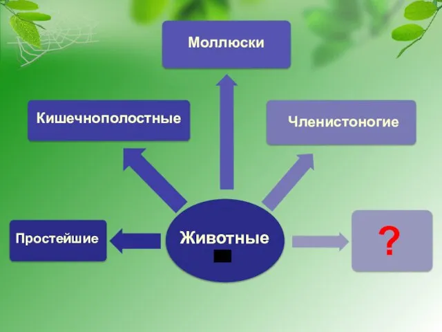 Животные Простейшие Кишечнополостные Моллюски Членистоногие ?