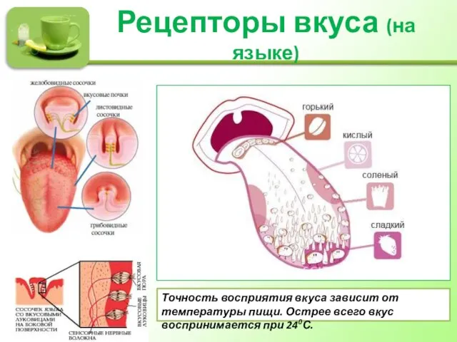 Рецепторы вкуса (на языке) Точность восприятия вкуса зависит от температуры пищи.