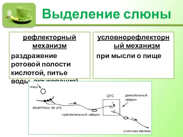 Выделение слюны рефлекторный механизм раздражение ротовой полости кислотой, питье воды, акт