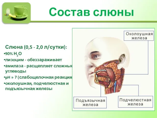 Состав слюны Слюна (0,5 - 2,0 л/сутки): 90% Н2О лизоцим -